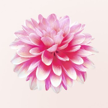 Pink terracotta dahlia, flower clipart | Free Photo - rawpixel