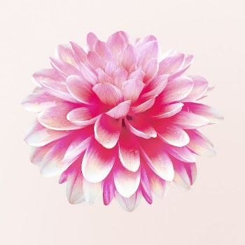 Pink terracotta dahlia, flower clipart | Free PSD - rawpixel
