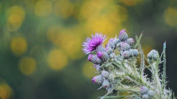 Pink Thistle Flowers