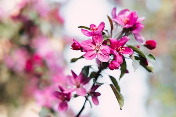 Pink tree blossom