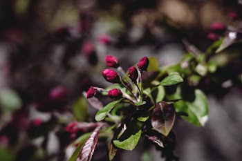 Pink tree blossom 3