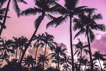Pink tropical sky background, palm | Free Photo - rawpixel