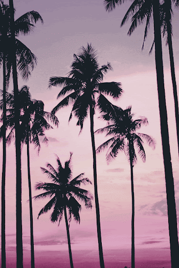 Pink tropical sky background, palm | Free Photo - rawpixel