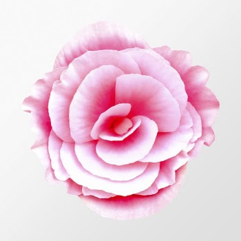 Pink tuberous begonia, flower clipart | Free Photo - rawpixel