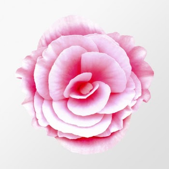 Pink tuberous begonia, flower collage | Free PSD - rawpixel