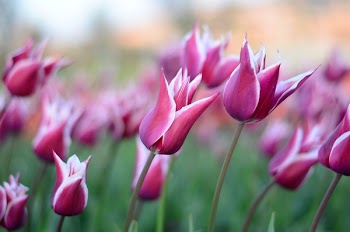 Pink Tulip Flower Arrangement Photography