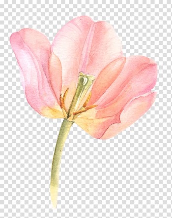 Pink tulip flower art, Watercolor painting Flowers in Watercolor Tulip Watercolour Flowers, tulip watercolor transparent background PNG clipart