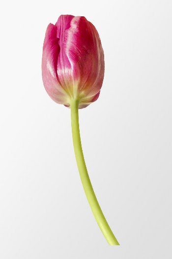 Pink tulip, flower clipart psd | Free PSD - rawpixel