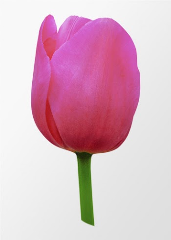 Pink tulip, flower collage element | Free PSD - rawpixel
