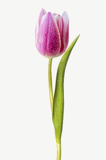 Pink tulip flower collage element | Free PSD - rawpixel