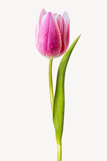 Pink tulip flower  isolated | Free Photo - rawpixel