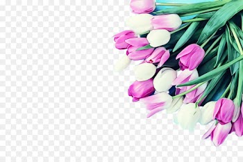 pink tulip flower plant petal