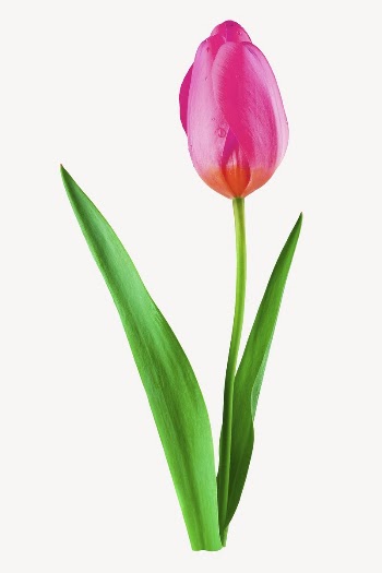 Pink tulip flower sticker, Spring | Free PSD - rawpixel