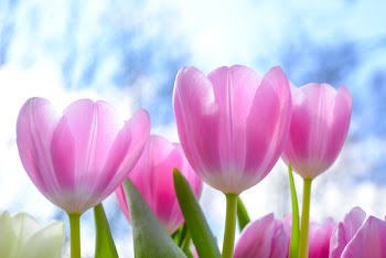 Pink Tulip Flowers Under White Clouds Blue Skies at Daytime