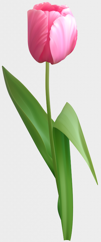 Pink Tulip PNG Clip Art Image | Gallery Yopriceville - High ...