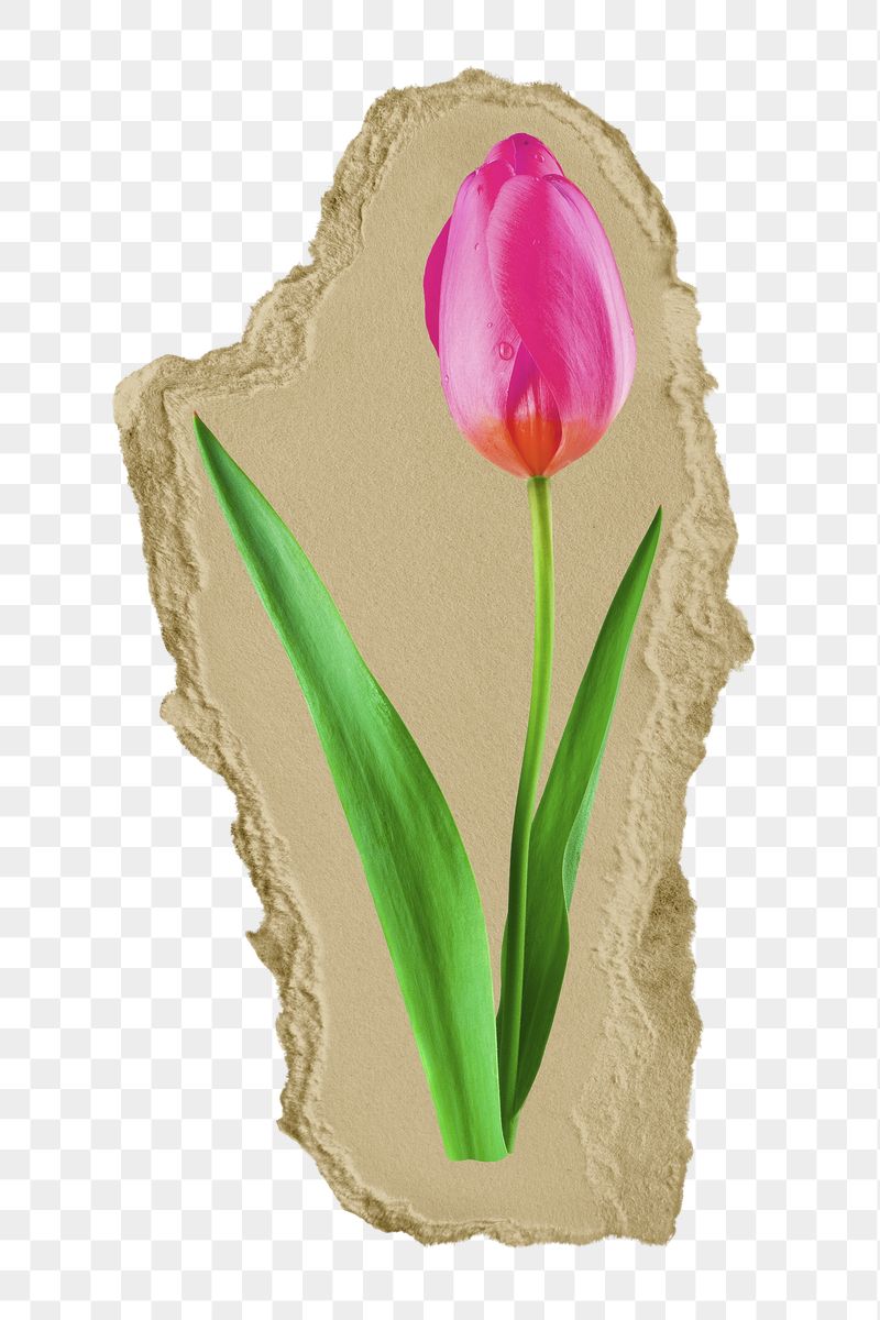 Pink tulip png flower ripped | Free PNG - rawpixel