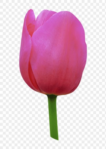 Pink tulip png, flower sticker, | Free PNG - rawpixel