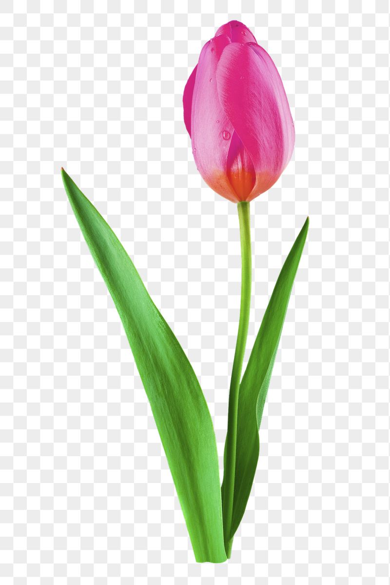Pink tulip png flower sticker, | Free PNG - rawpixel