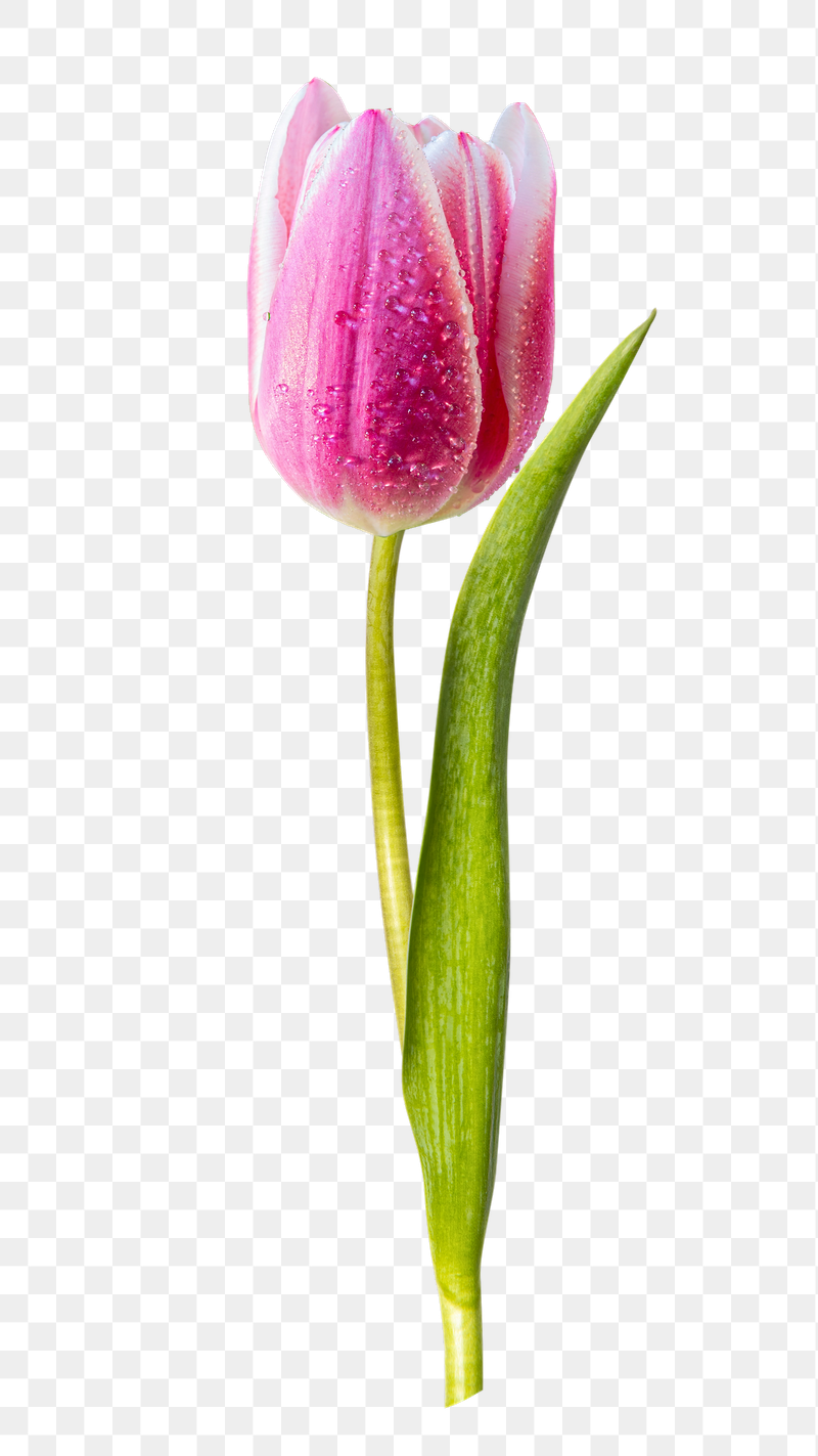Pink tulip png flower sticker, | Free PNG - rawpixel