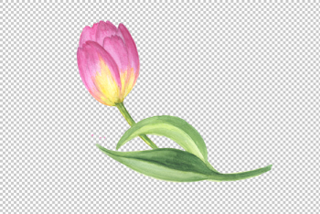Pink tulip PNG watercolor design set Graphic by MyStocks ...