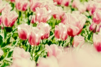 Pink tulip sparkle floral background image