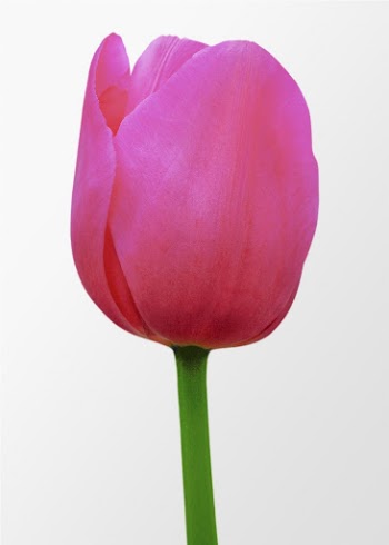 Pink tulip, spring flower clipart | Free Photo - rawpixel
