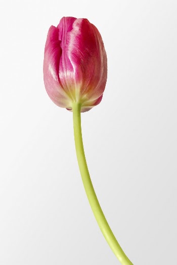 Pink tulip, spring flower clipart | Free Photo - rawpixel
