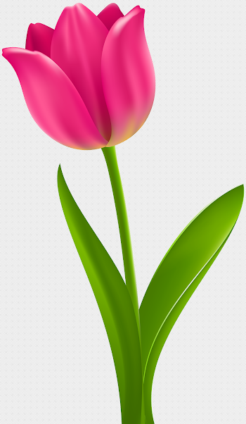 Pink Tulip Transparent Clip Art | Gallery Yopriceville - High ...