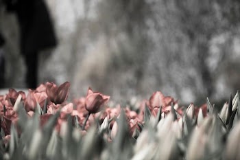 pink tulips grayscale photography