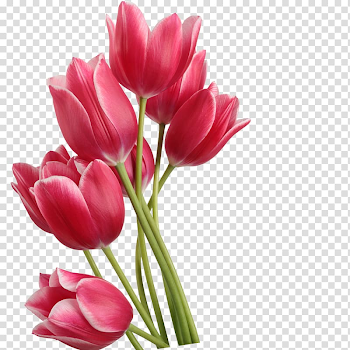 Pink tulips illustration, Tulip , Red tulips transparent ...