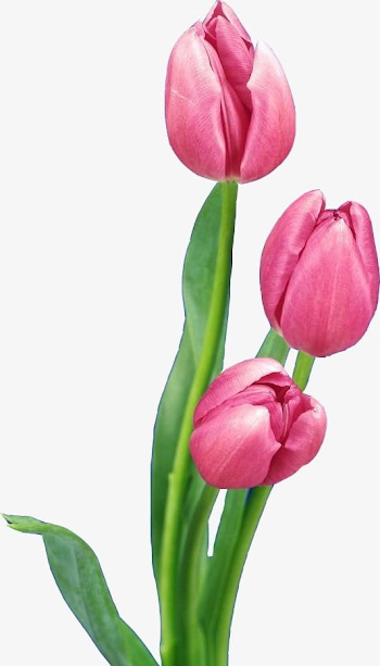 Pink Tulips PNG, Clipart, Bouquet, Flower, Grass, Holland, Holland ...