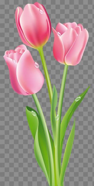 Pink Tulips PNG Clipart Image | Gallery Yopriceville - High ...