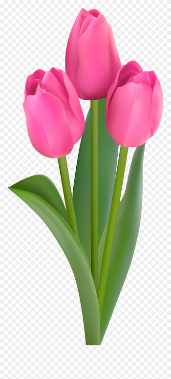 Pink Tulips Transparent Clip Art - Png Download (#4170136 ...