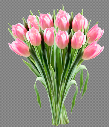 Pink Tulips Transparent PNG Clipart Picture | Gallery ...