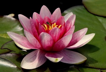 Pink Water Lilies