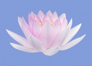 Pink water lily, flower clipart | Free PSD - rawpixel