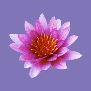 Pink water lily, flower clipart | Free PSD - rawpixel