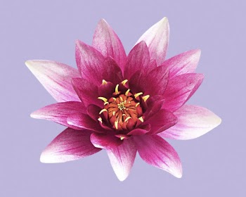 Pink water lily, flower collage | Free PSD - rawpixel
