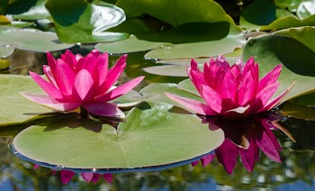 Pink Water Lily Flowers in Bloom