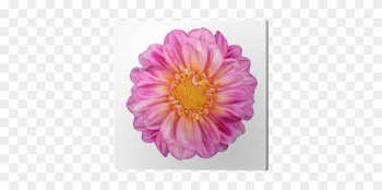 Pink White Dahlia Flower With Yellow Center Isolated - Fleur Rose Et Jaune
