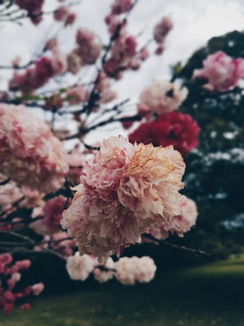Pink White Red Petal Flower