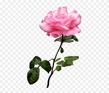Pink Wild Rose Clip Art, Pink Rose Image - Pink Rose Clip Art