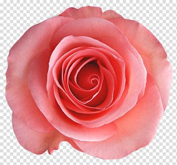 Pinkish rose, Rosa chinensis Garden roses Centifolia roses Flower, Rose transparent background PNG clipart