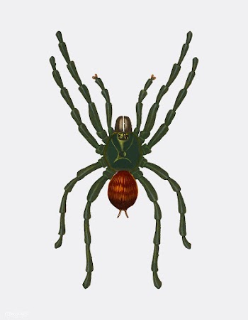 Pinktoe tarantula (Mygalomorphae) illustrated.. | Free stock vector - 467232