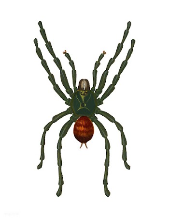 Pinktoe tarantula (Mygalomorphae) illustrated.. | Free stock vector - 467236
