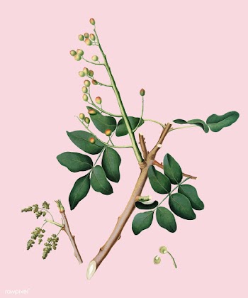 Pistachio from Pomona Italiana (1817-1839) by.. | Free stock vector - 487874