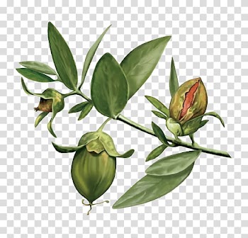 Pistachio nut , Jojoba oil Vegetable oil Organic food, oil transparent background PNG clipart