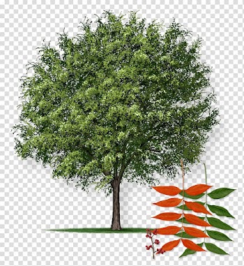 Pistacia chinensis Northern Red Oak Pistachio Tree farm, pistachio transparent background PNG clipart