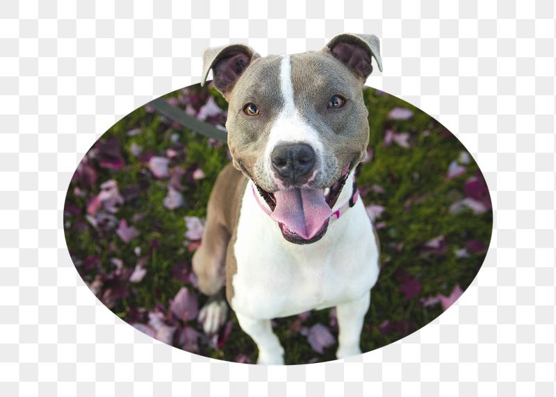 Pit Bull png dog badge | Free PNG - rawpixel