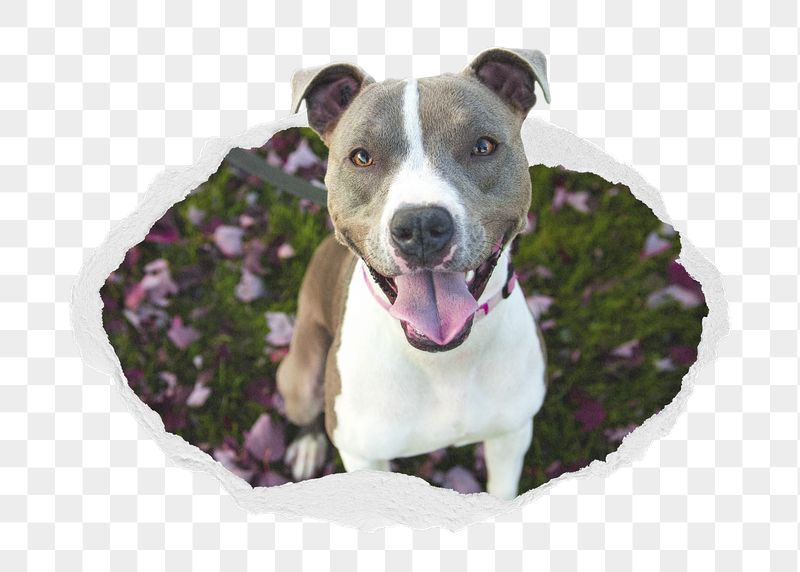 Pit Bull png dog sticker, | Free PNG - rawpixel